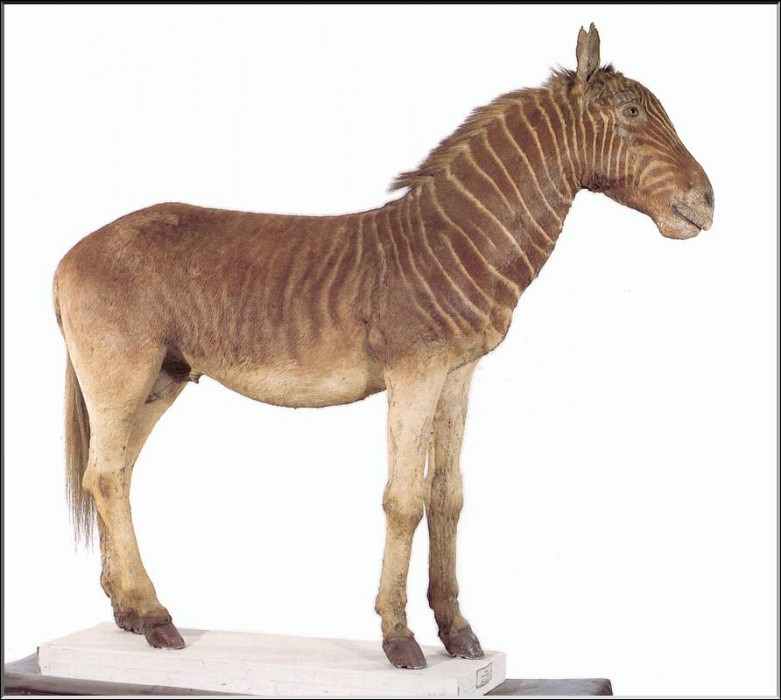 PO ExtAn 067 Equus burchelli. PO_Extinct_Animals