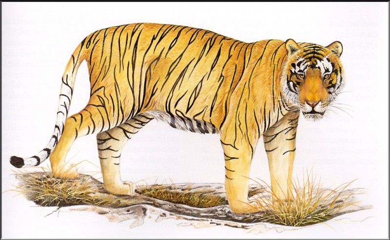 PO ExtAn 077 Panthera tigris balica. PO_Extinct_Animals