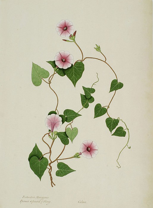 Ipomoea sagittifolia 13027 172. часть 3 -- European art Европейская живопись
